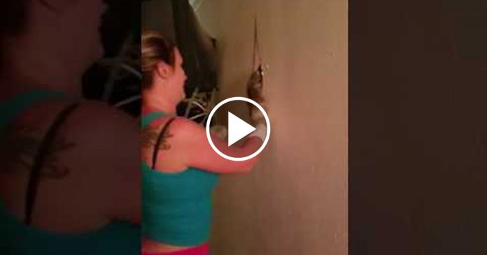 Featured-Drywall-Cat-FB