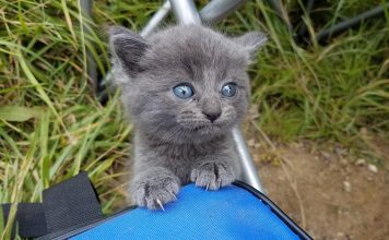 Kitten Crawls Up To A Man Meowing For Love While He Is Fishing