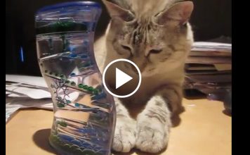 Kitty Is Completely Mesmerized By A Bubble Timer