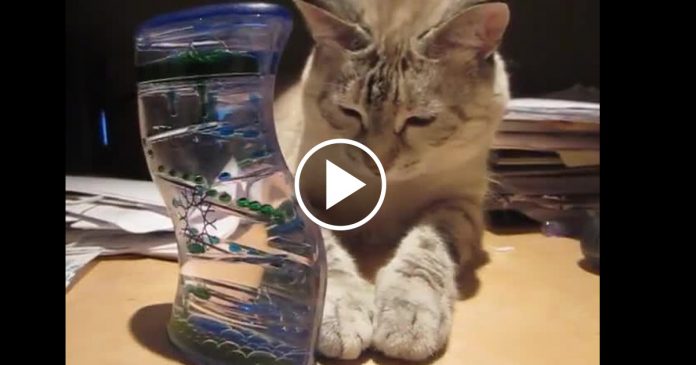 Featured-Kitty-Mesmerized-Bubble-Timer-FB