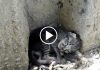 Homeless Cat Lying Half Day Aside of Street…Watch As He Gets A Real Bed!