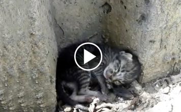 Homeless Cat Lying Half Day Aside of Street…Watch As He Gets A Real Bed!