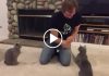 Talented Cats Show Off Array Of Tricks