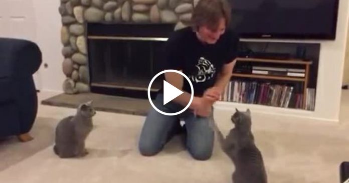 Featured-Talented-Cats-FB