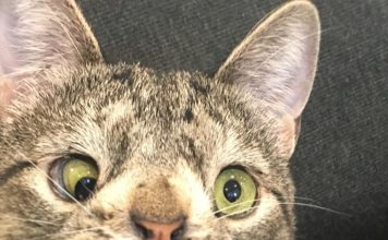 Meet Maya, The Cat With An Extra Chromosome Put On Death Row Because She Looked A Little Different