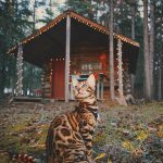 adventures-suki-the-cat-canada-10