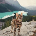 adventures-suki-the-cat-canada-12