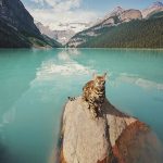 adventures-suki-the-cat-canada-24