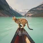 adventures-suki-the-cat-canada-4