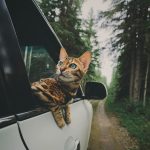 adventures-suki-the-cat-canada-7