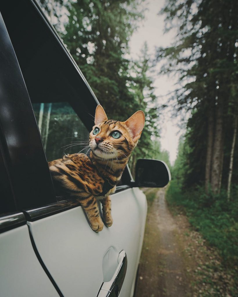 adventures-suki-the-cat-canada-7
