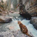 adventures-suki-the-cat-canada-8