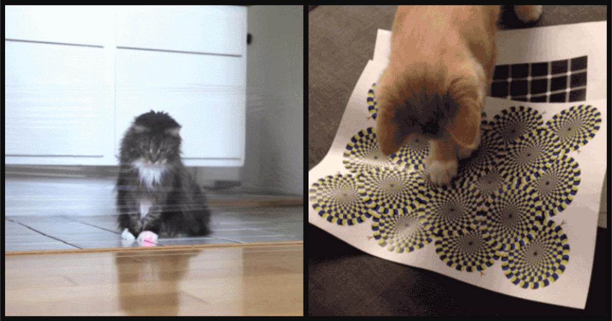 Cat Prank Printable