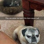 cats-dogs-not-getting-along-hate-living-together-12