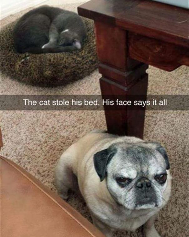 cats-dogs-not-getting-along-hate-living-together-12