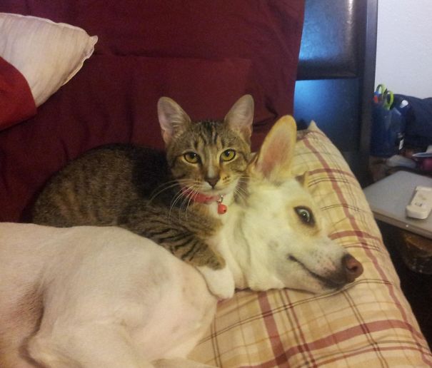 cats-dogs-not-getting-along-hate-living-together-13