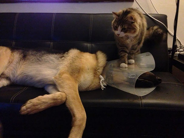 cats-dogs-not-getting-along-hate-living-together-14