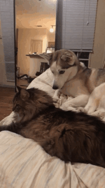 cats-dogs-not-getting-along-hate-living-together-15