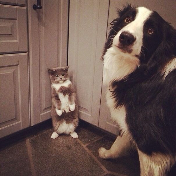 cats-dogs-not-getting-along-hate-living-together-19
