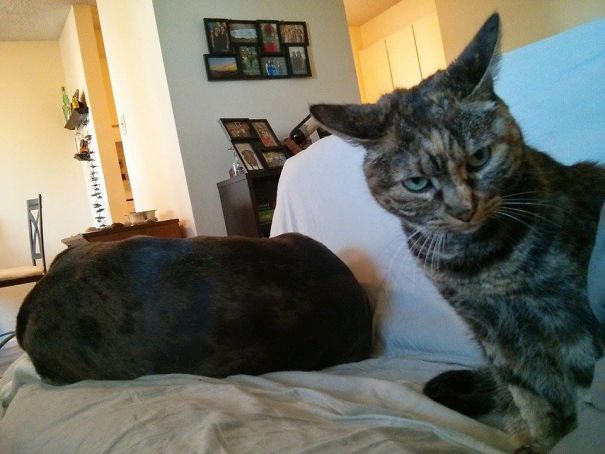 cats-dogs-not-getting-along-hate-living-together-22