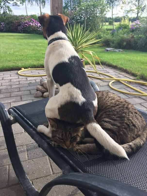 cats-dogs-not-getting-along-hate-living-together-26
