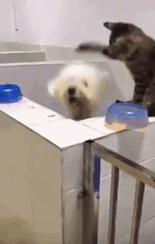 cats-dogs-not-getting-along-hate-living-together-27
