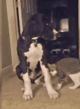 cats-dogs-not-getting-along-hate-living-together-28