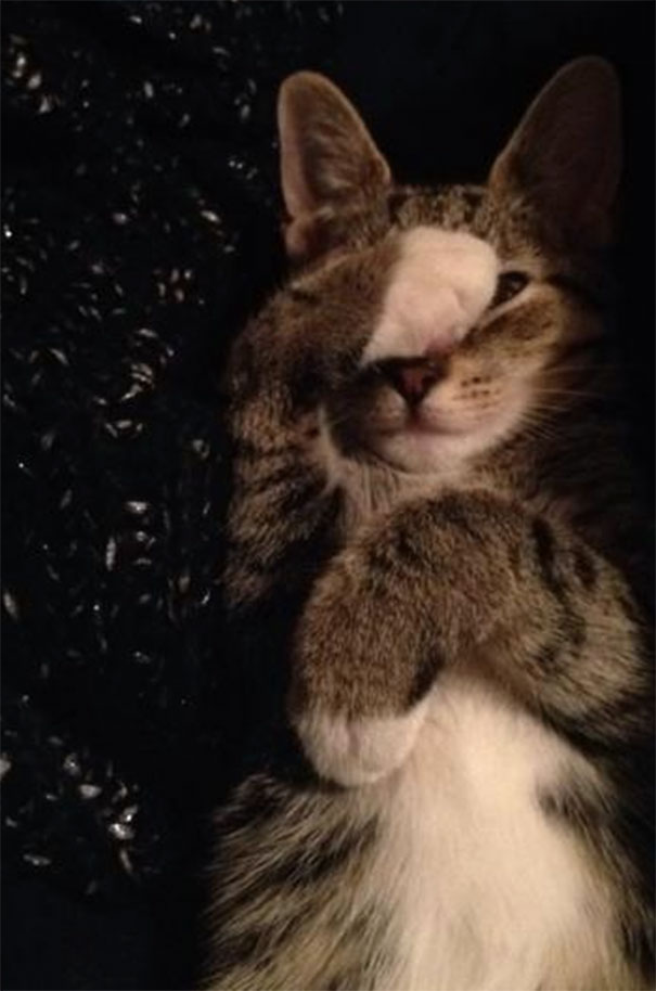 cats-dont-like-selfies-22