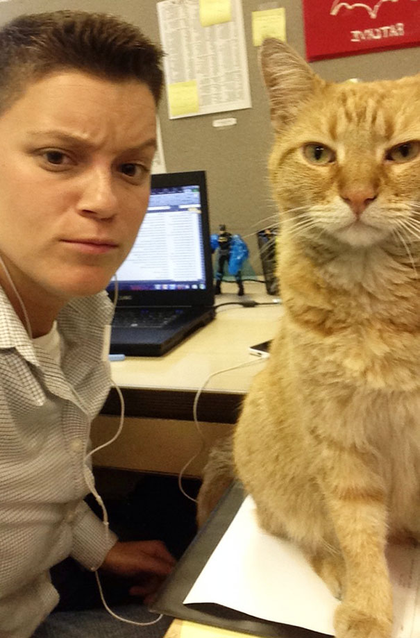 cats-dont-like-selfies-27