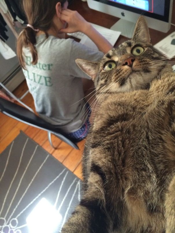 cats-dont-like-selfies-33