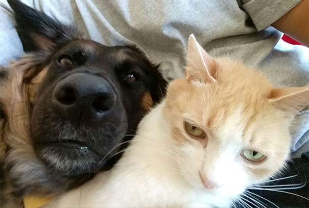 cats-dont-like-selfies-36