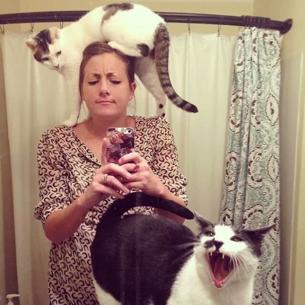 cats-dont-like-selfies-6
