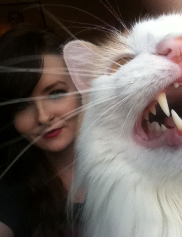 cats-dont-like-selfies-7