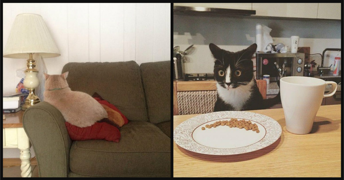 13 Pictures That Perfectly Capture Your Cat's Reactions To Daily