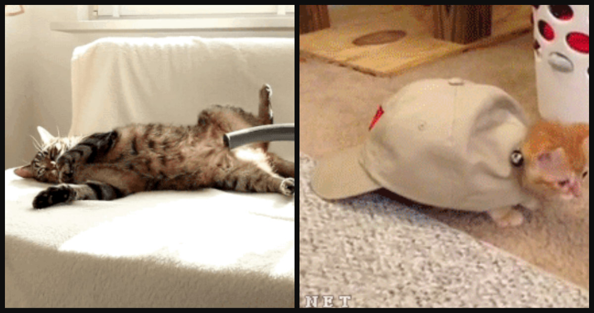 20 Pictures That Prove Why The World Is Obsessed With Cats Catlov