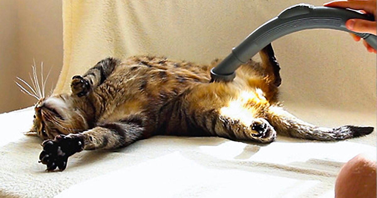 FeaturedBoboCatLovesVacuum Catlov