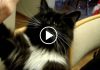 Have You Ever Seen A Cat Do Anything Like This Before?