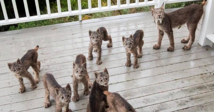 Featured-lynx-family-FB