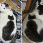 craziest-fur-markings-2