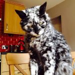 craziest-fur-markings-3