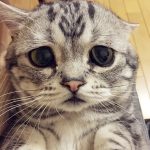 saddest-cat-luhu-maggie-1
