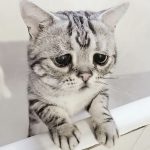saddest-cat-luhu-maggie-3