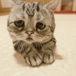 saddest-cat-luhu-maggie-6