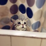 saddest-cat-luhu-maggie-7