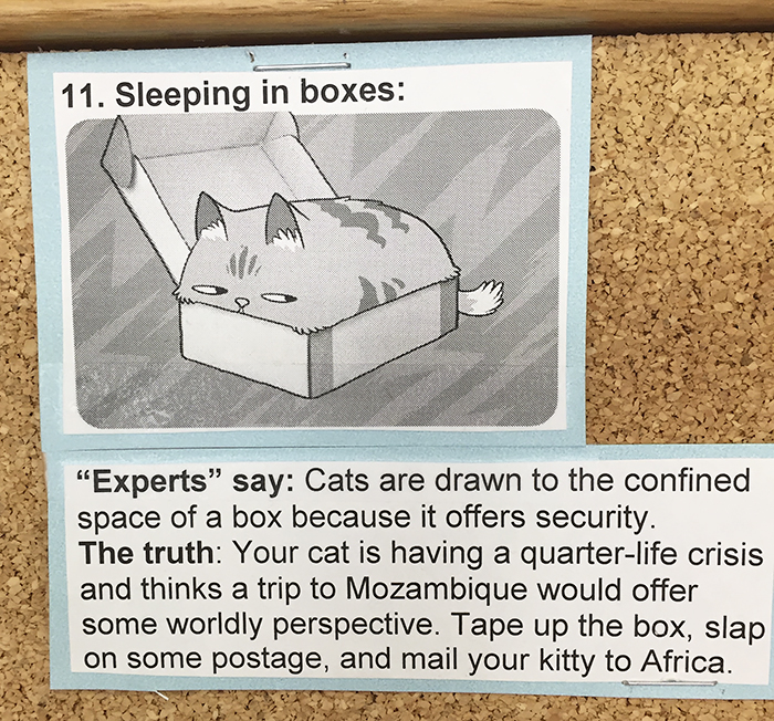 vet-cat-explanations-11