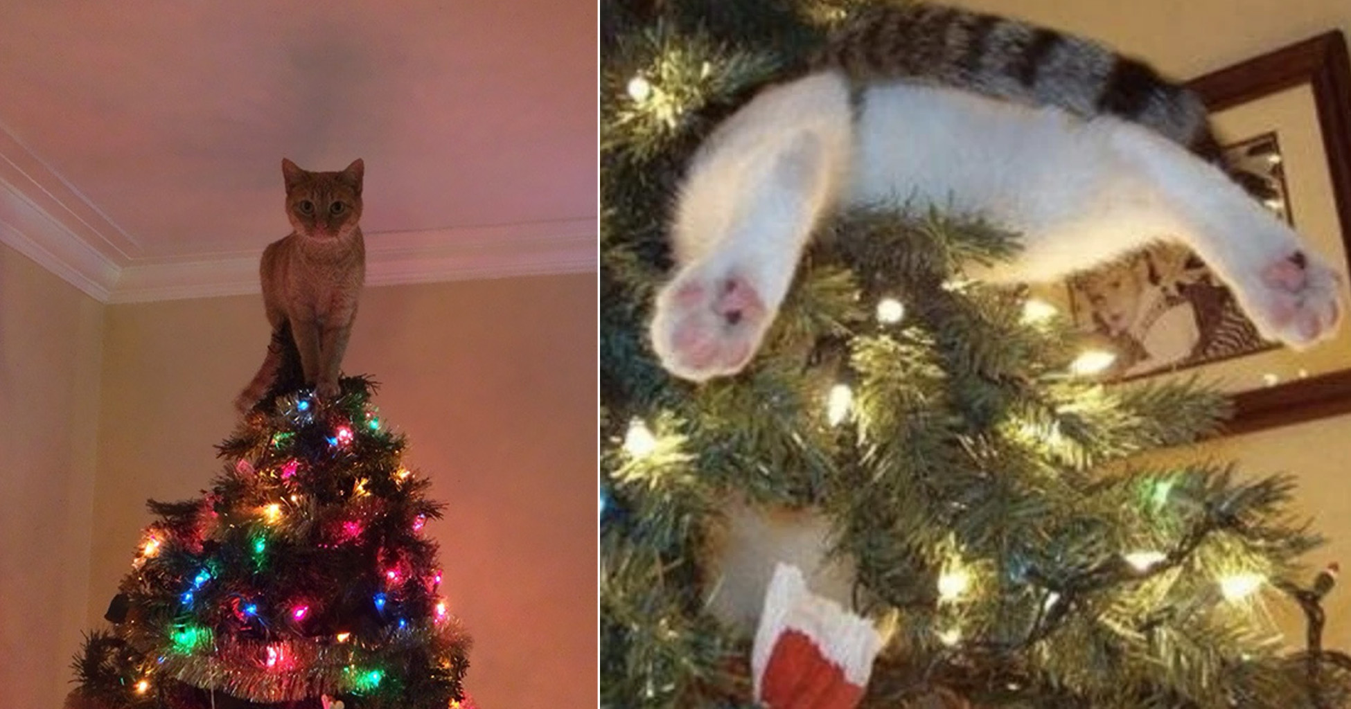 Cat Christmas Tree Disaster at Ronald Ruvalcaba blog
