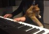 Cuddly Cat Interrupts Piano Session