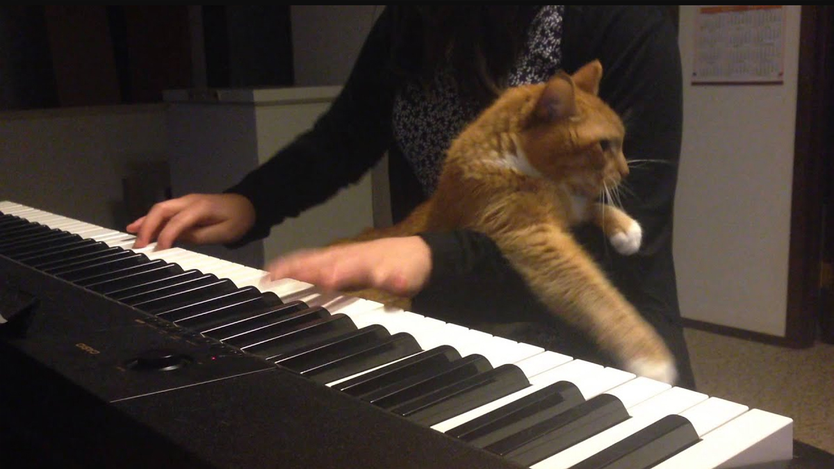 Cuddly Cat Interrupts Piano Session Catlov