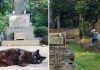 Dozens of Community Cats, Walk Around Cemetery In Japan, And Comfort Visiting Mourners For Years