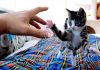 The Cutest Crazy Kitten Attack
